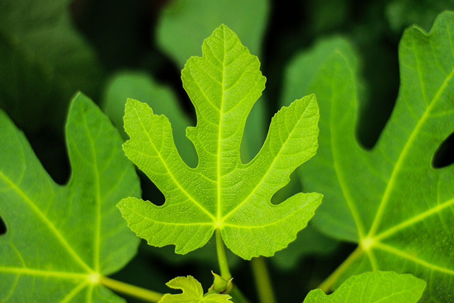 Fig Leaf: A Natural Solution for Healthy Blood Sugar Levels