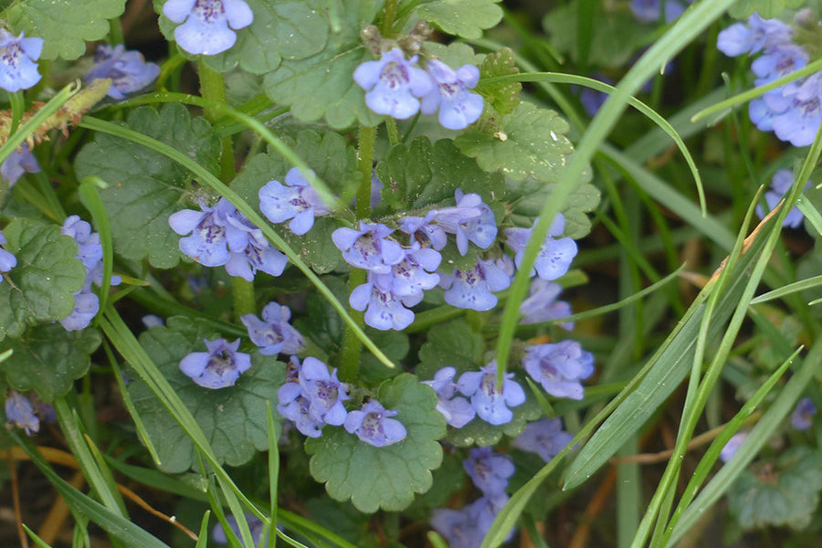 Ground Ivy: The Herbal Solution for Catarrh of the Upper Respiratory Tract