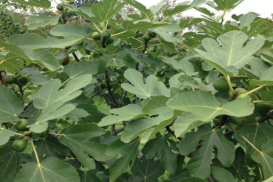 The Benefits of Fig Leaf for Health and Wellness
