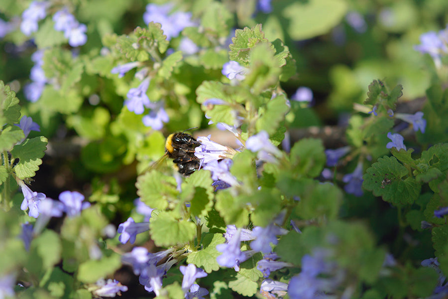 The Detoxifying Powers of Ground Ivy Herb