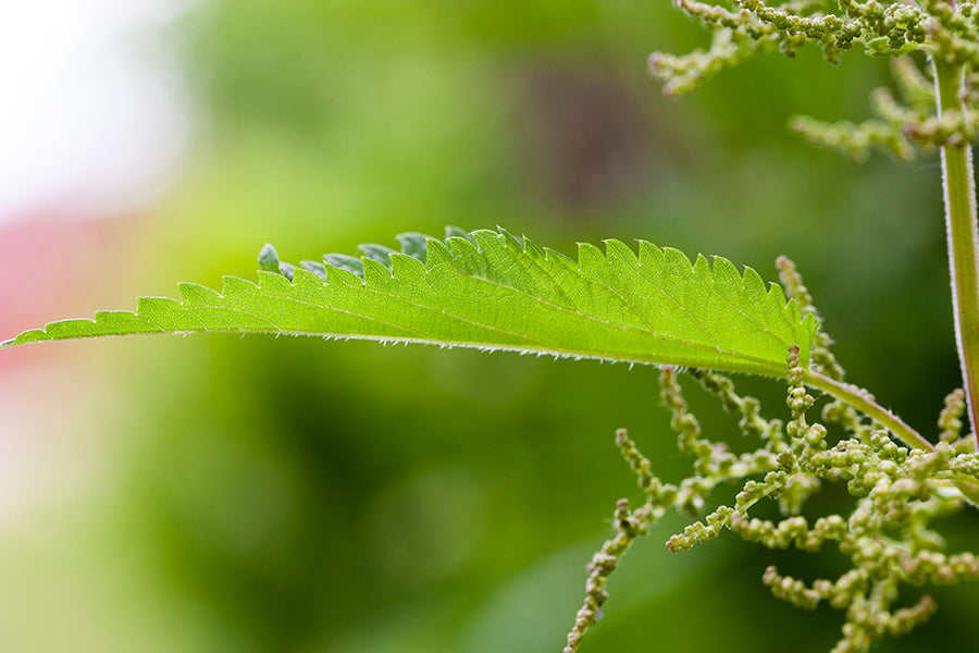 The health benefits of nettle seeds