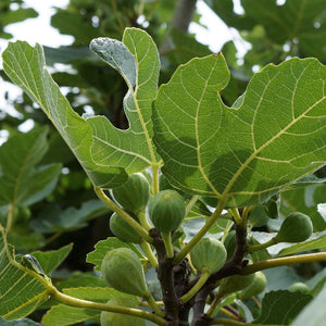 FIG Leaf - Available from 2oz-4lbs