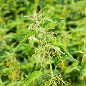 NETTLE Seeds - Available from 2oz-4lbs