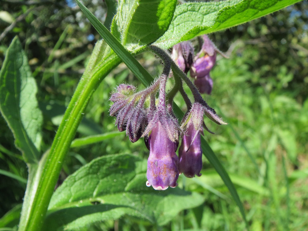 COMFREY Root - Available from 2oz-4lbs